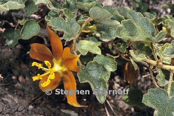 fremontodendron californicum ssp decumbens 2 graphic